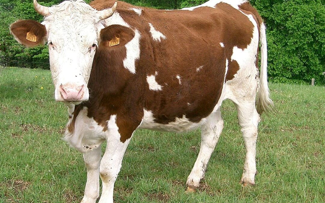 DAIRY PROTECT