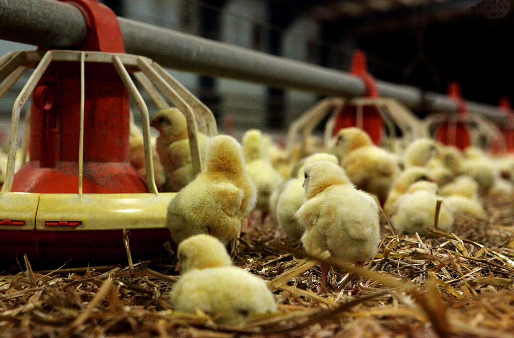 Opti Poultry