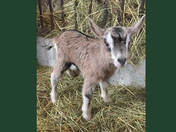 LAMB GUARD