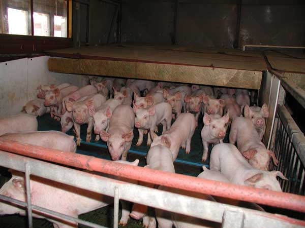 PORK GUARD